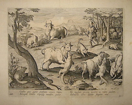 Collaert Jan (1561 ca.-1628) Corsica quas gignit praestanti corpore Vulpes... (L'attacco delle volpi) 1596 Anversa